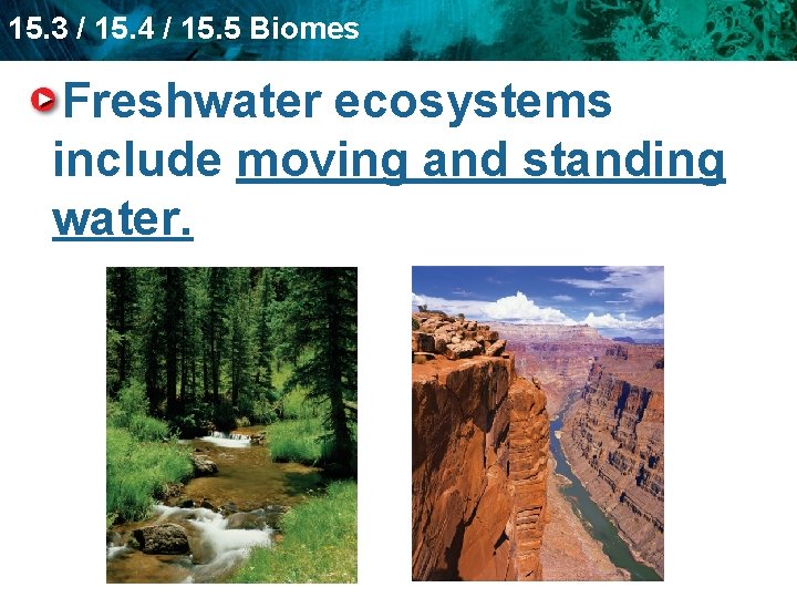15. 3 / 15. 4 / 15. 5 Biomes Freshwater ecosystems include moving and