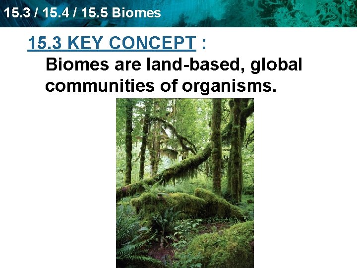15. 3 / 15. 4 / 15. 5 Biomes 15. 3 KEY CONCEPT :