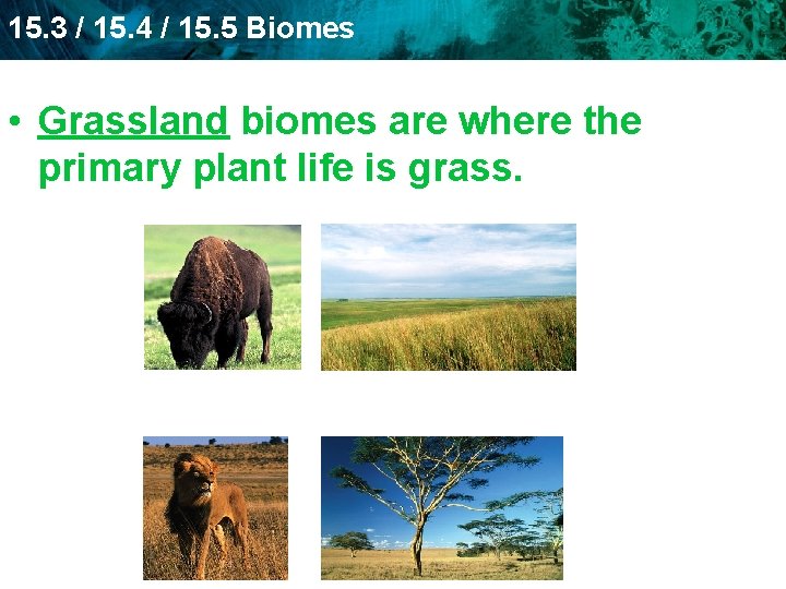 15. 3 / 15. 4 / 15. 5 Biomes • Grassland biomes are where