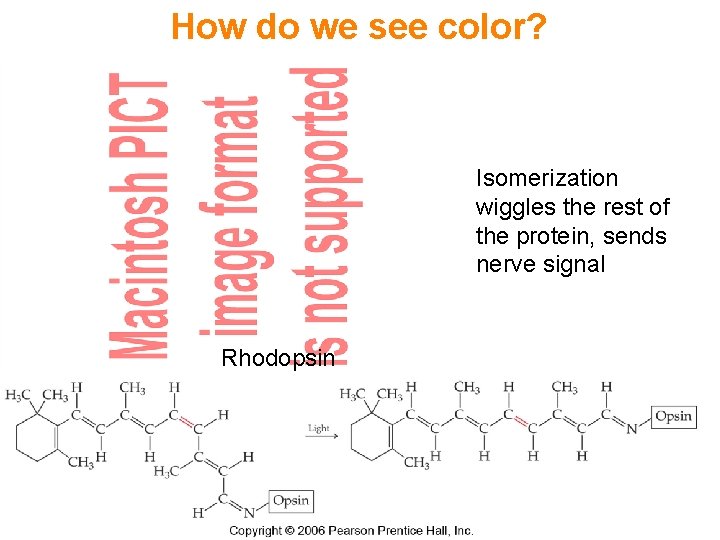How do we see color? Isomerization wiggles the rest of the protein, sends nerve