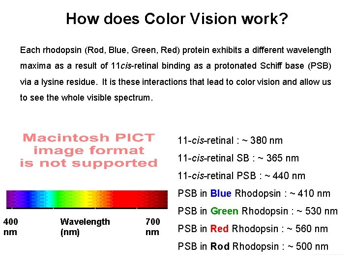 How does Color Vision work? Each rhodopsin (Rod, Blue, Green, Red) protein exhibits a