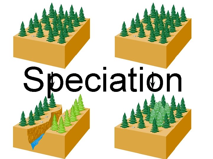 Speciation 