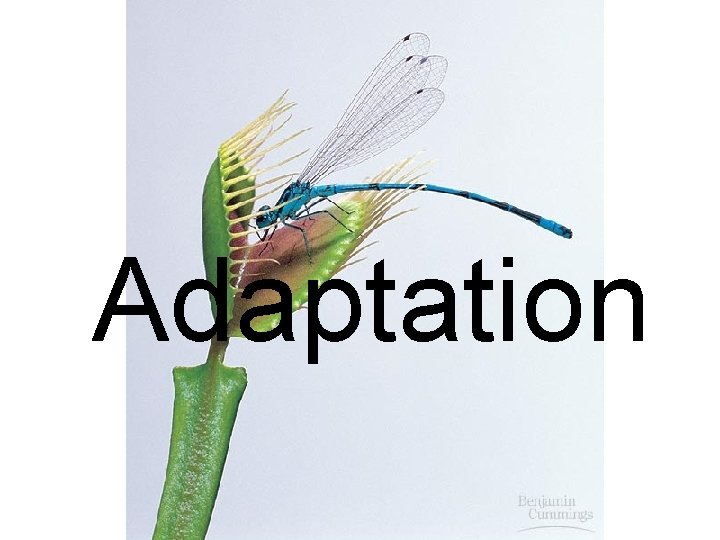 Adaptation 