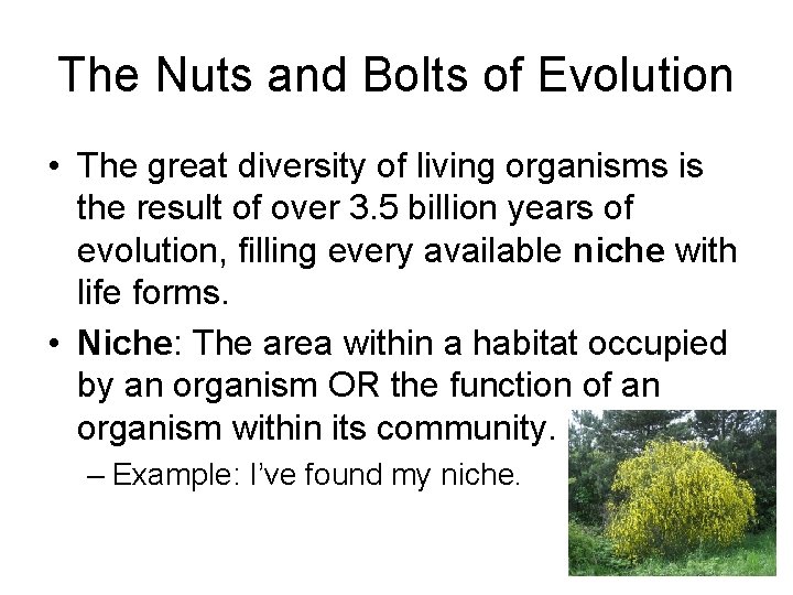 The Nuts and Bolts of Evolution • The great diversity of living organisms is