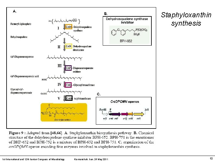 Staphyloxanthin synthesis 1 st International and 12 th Iranian Congress of Microbiology Karmanshah, Iran,