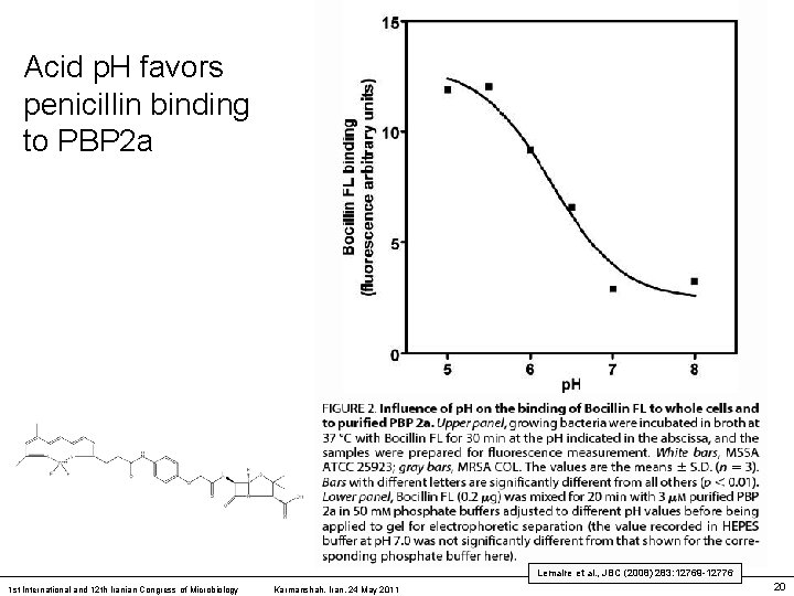 Acid p. H favors penicillin binding to PBP 2 a Lemaire et al. ,