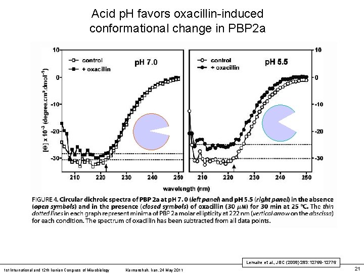 Acid p. H favors oxacillin-induced conformational change in PBP 2 a Lemaire et al.