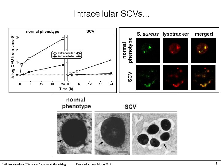 Intracellular SCVs… 1 st International and 12 th Iranian Congress of Microbiology Karmanshah, Iran,