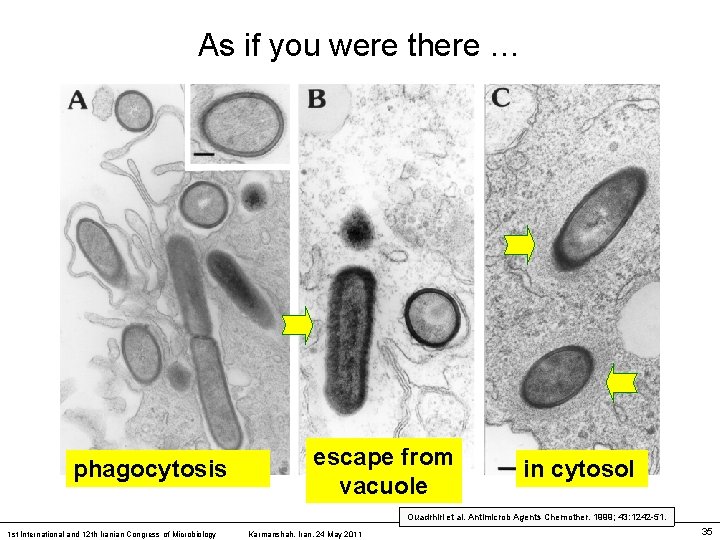 As if you were there … phagocytosis escape from vacuole in cytosol Ouadrhiri et