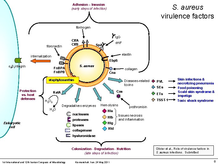 Adhesion – Invasion (early steps of infection) S. aureus virulence factors fibrinogen Ig. G