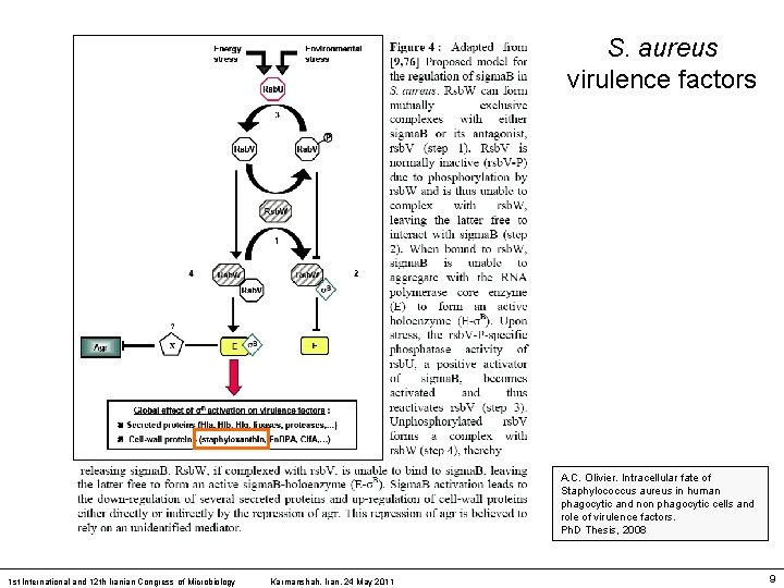 S. aureus virulence factors A. C. Olivier. Intracellular fate of Staphylococcus aureus in human