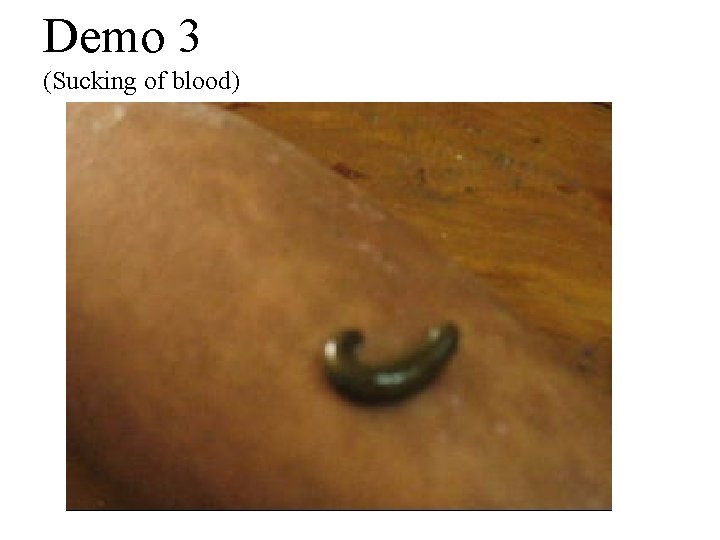 Demo 3 (Sucking of blood) 