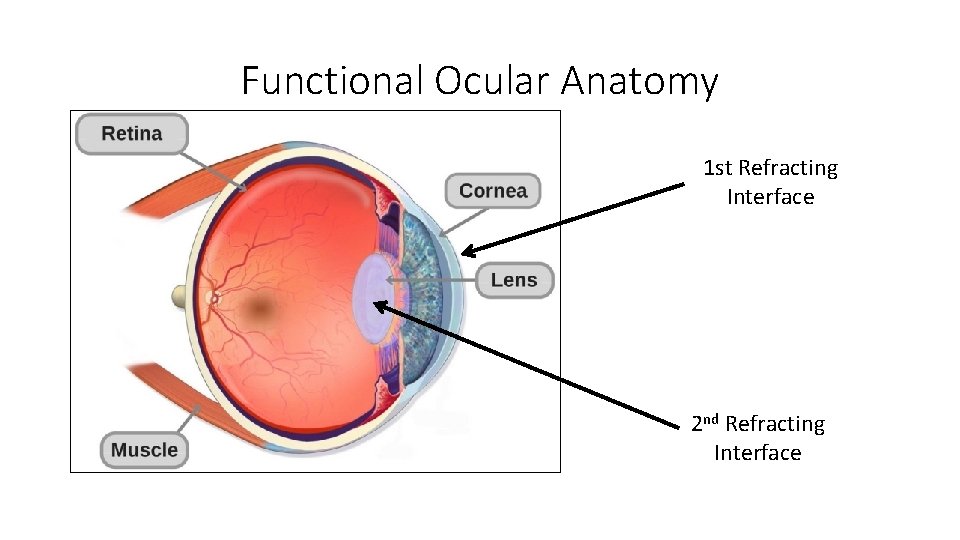 Functional Ocular Anatomy • f 1 st Refracting Interface 2 nd Refracting Interface 