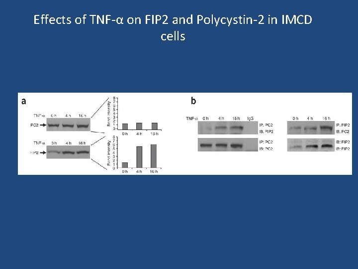 Effects of TNF-α on FIP 2 and Polycystin-2 in IMCD cells 