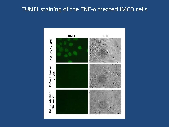 TUNEL staining of the TNF-α treated IMCD cells 