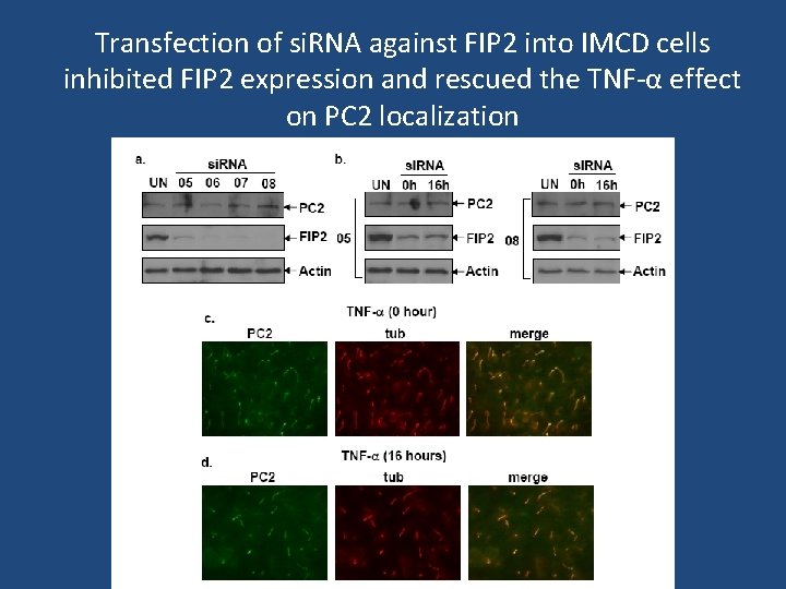 Transfection of si. RNA against FIP 2 into IMCD cells inhibited FIP 2 expression