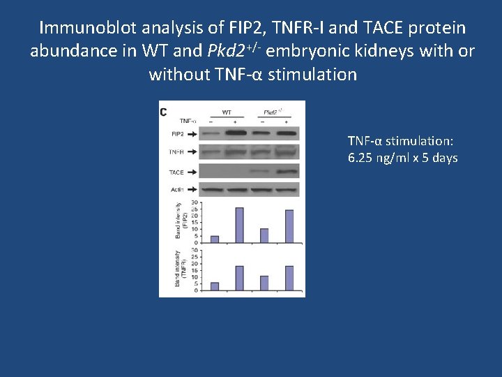 Immunoblot analysis of FIP 2, TNFR-I and TACE protein abundance in WT and Pkd