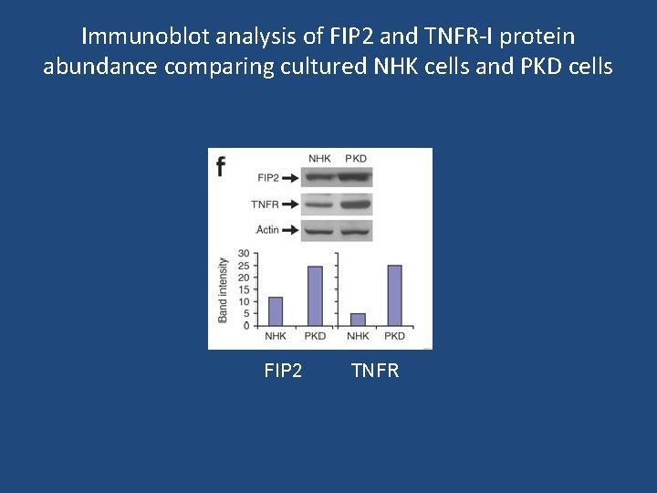 Immunoblot analysis of FIP 2 and TNFR-I protein abundance comparing cultured NHK cells and