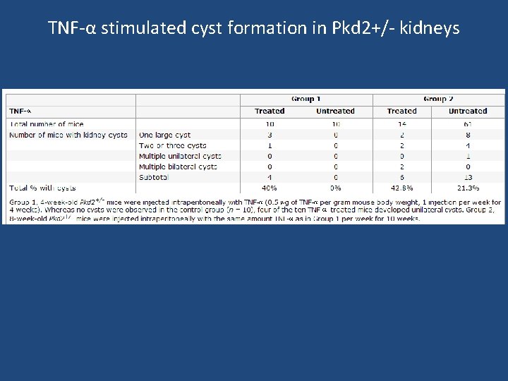 TNF-α stimulated cyst formation in Pkd 2+/- kidneys 