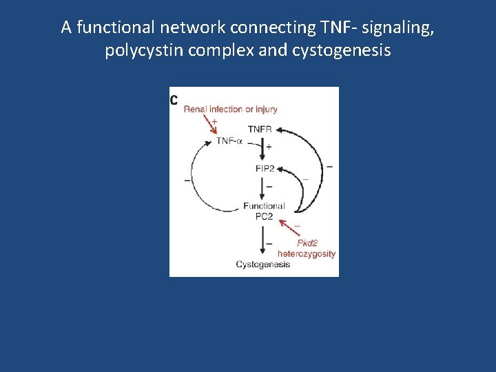 A functional network connecting TNF- signaling, polycystin complex and cystogenesis 