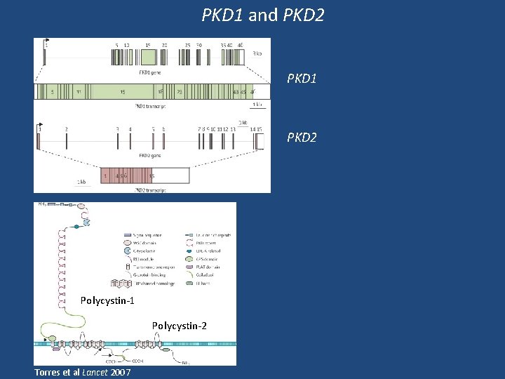 PKD 1 and PKD 2 PKD 1 PKD 2 Polycystin-1 Polycystin-2 Torres et al