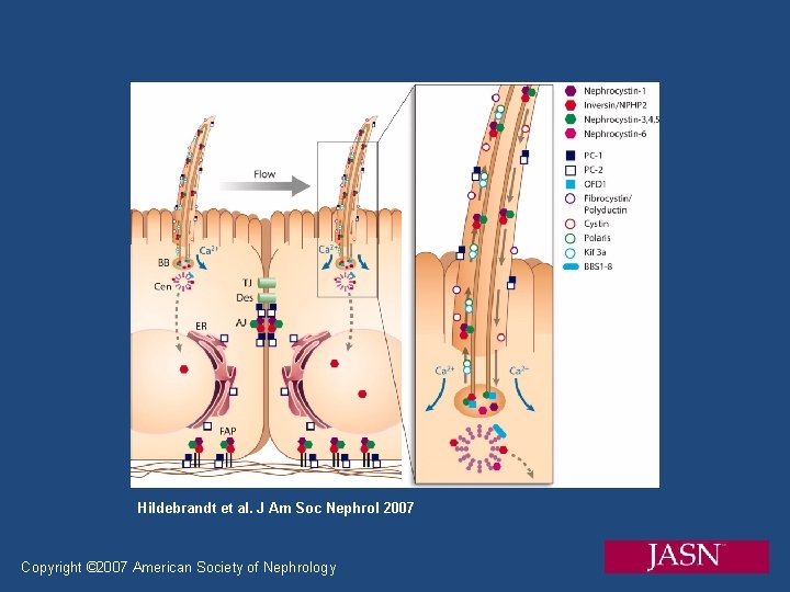 Hildebrandt et al. J Am Soc Nephrol 2007 Copyright © 2007 American Society of