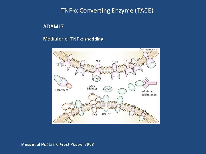TNF-α Converting Enzyme (TACE) ADAM 17 Mediator of TNF-α shedding Moss et al Nat