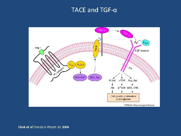 TACE and TGF-α Shah et al Trends in Pharm Sci 2006 