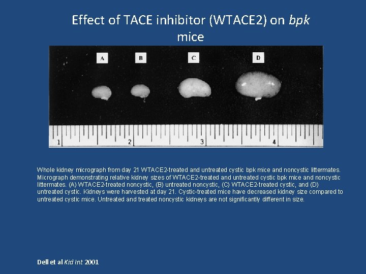 Effect of TACE inhibitor (WTACE 2) on bpk mice Whole kidney micrograph from day