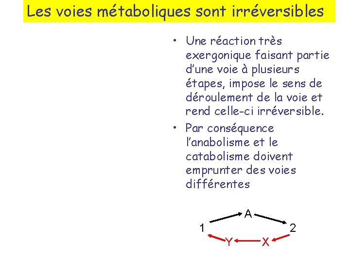 Les voies métaboliques sont irréversibles • Une réaction très exergonique faisant partie d’une voie