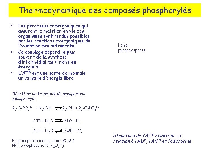 Thermodynamique des composés phosphorylés • • • Les processus endergoniques qui assurent le maintien