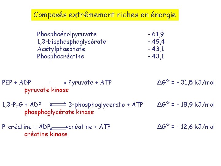 Composés extrêmement riches en énergie Phosphoénolpyruvate 1, 3 -bisphoglycérate Acétylphosphate Phosphocréatine - 61, 9