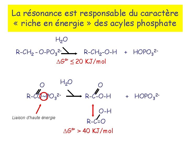 La résonance est responsable du caractère « riche en énergie » des acyles phosphate