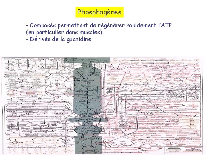 Phosphagènes - Composés permettant de régénérer rapidement l’ATP (en particulier dans muscles) - Dérivés