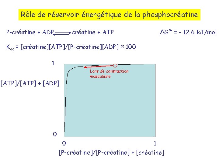 Rôle de réservoir énergétique de la phosphocréatine P-créatine + ADP créatine + ATP ∆G°’