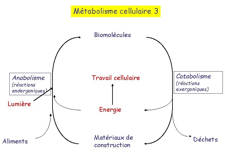 Métabolisme cellulaire 3 Biomolécules Anabolisme (réactions endergoniques) Lumière Aliments Travail cellulaire Catabolisme (réactions exergoniques)