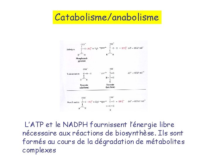 Catabolisme/anabolisme L’ATP et le NADPH fournissent l’énergie libre nécessaire aux réactions de biosynthèse. Ils