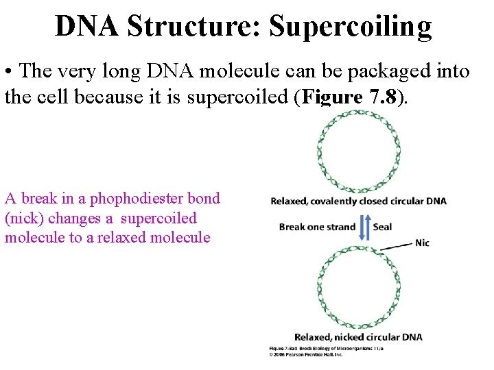 DNA Structure: Supercoiling • The very long DNA molecule can be packaged into the