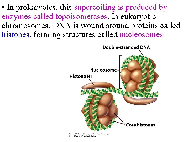  • In prokaryotes, this supercoiling is produced by enzymes called topoisomerases. In eukaryotic