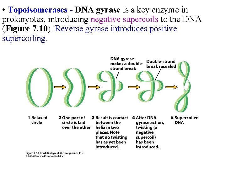  • Topoisomerases - DNA gyrase is a key enzyme in prokaryotes, introducing negative