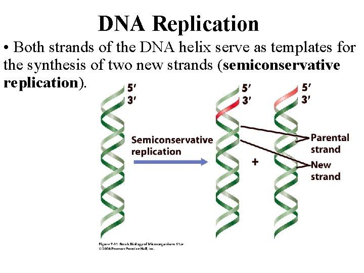 DNA Replication • Both strands of the DNA helix serve as templates for the