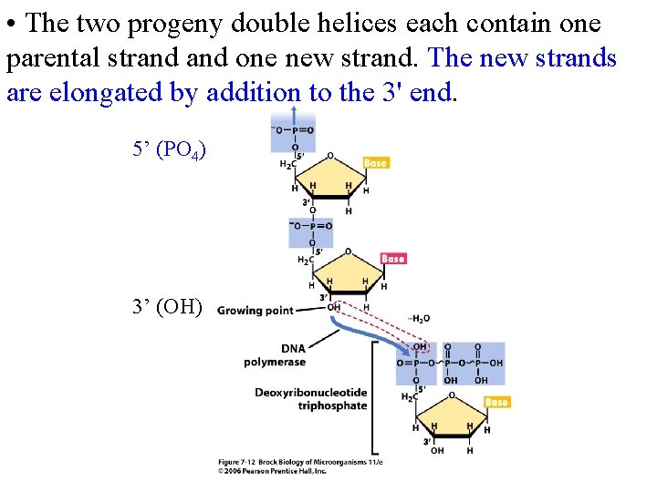  • The two progeny double helices each contain one parental strand one new