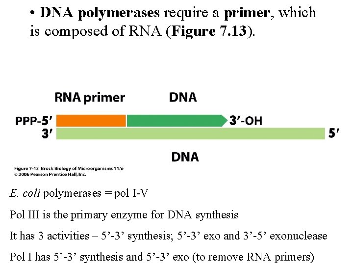  • DNA polymerases require a primer, which is composed of RNA (Figure 7.