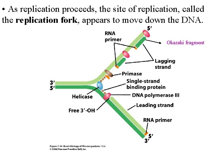  • As replication proceeds, the site of replication, called the replication fork, appears