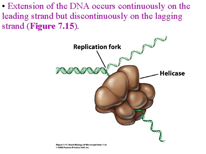  • Extension of the DNA occurs continuously on the leading strand but discontinuously