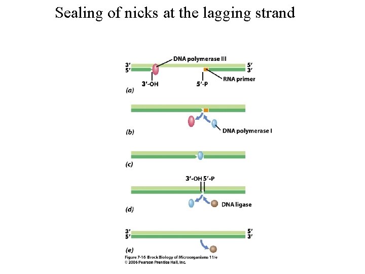 Sealing of nicks at the lagging strand 