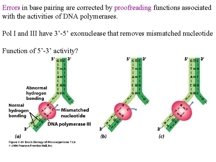 Errors in base pairing are corrected by proofreading functions associated with the activities of