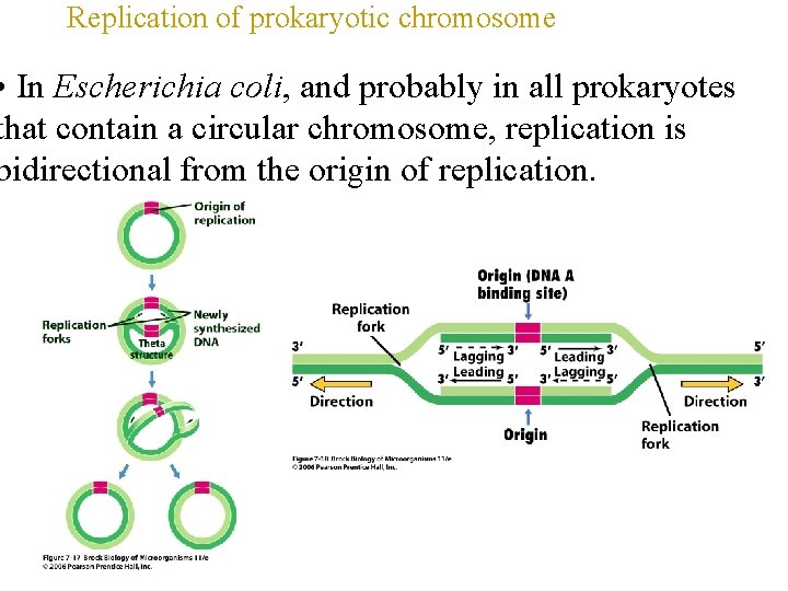 Replication of prokaryotic chromosome • In Escherichia coli, and probably in all prokaryotes that