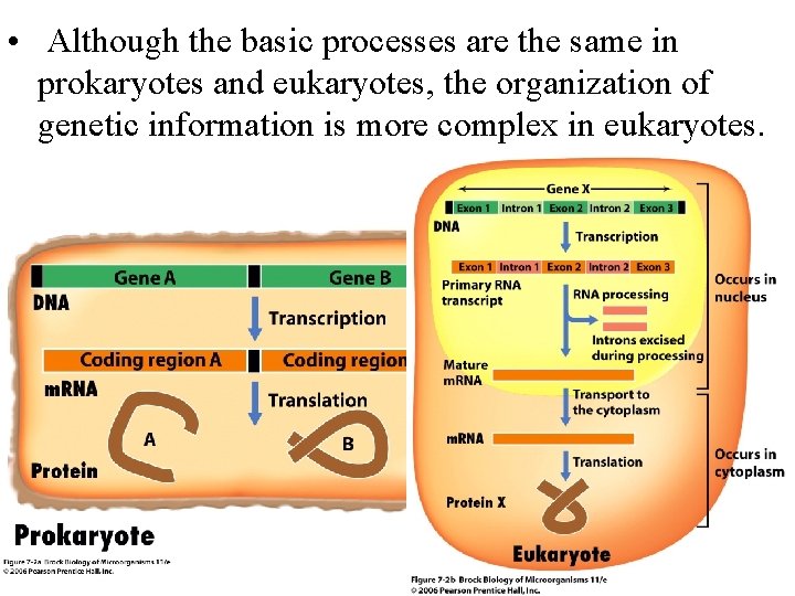  • Although the basic processes are the same in prokaryotes and eukaryotes, the