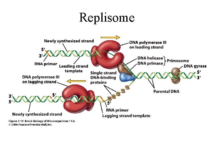 Replisome 